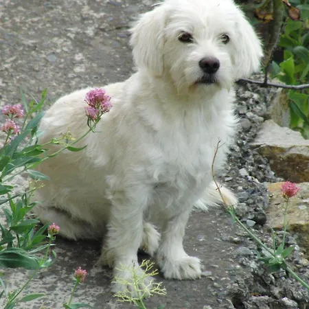Hétvégi ház - Laendliches Haus, Pepita La De Flores Tejeda